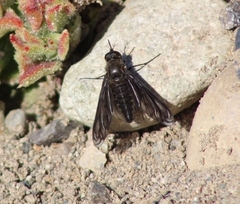 Macrocondyla lugubris