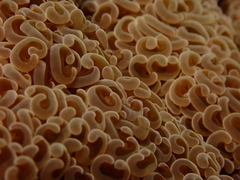 Fimbriaphyllia ancora