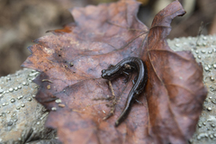 Eurycea quadridigitata