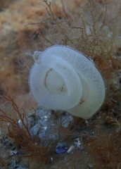 Pleurobranchaea maculata