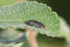 Acmaeodera haemorrhoa