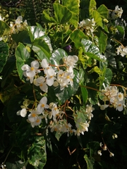 Begonia obliqua