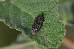 Acmaeodera haemorrhoa