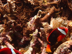 Amphiprion melanopus
