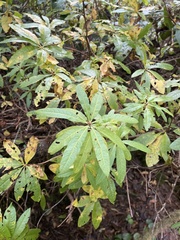 Rhododendron