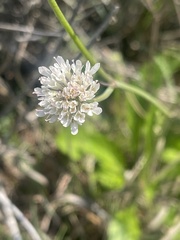 Scabiosa columbaria