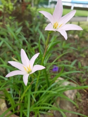 Zephyranthes robusta