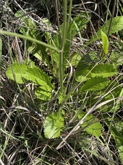 Scabiosa columbaria