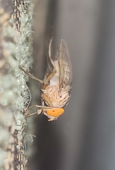 Ormia