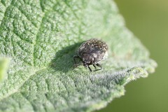 Acmaeodera haemorrhoa
