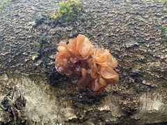 Phaeotremella frondosa