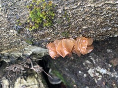 Phaeotremella frondosa