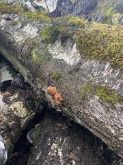 Phaeotremella frondosa