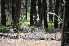 Osphranter robustus erubescens