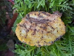 Nectriopsis violacea