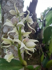 Prosthechea