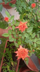 Rosa