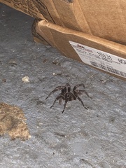 Cyrtopholis portoricae