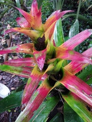 Guzmania squarrosa