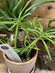 Dracaena sanderiana