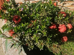 Ixora coccinea