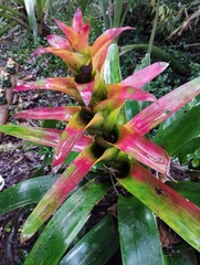Guzmania squarrosa