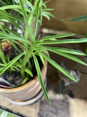 Dracaena sanderiana