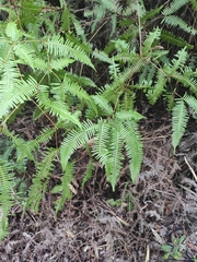 Dicranopteris