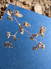 Tidestromia suffruticosa