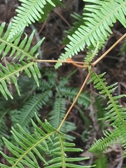 Dicranopteris