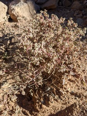 Tidestromia suffruticosa