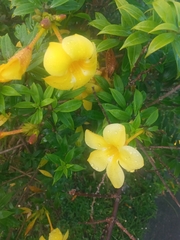 Allamanda schottii