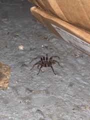 Cyrtopholis portoricae