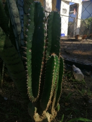 Cereus jamacaru