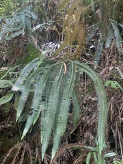 Dicranopteris