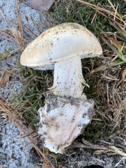 Amanita mutabilis
