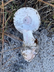 Amanita mutabilis