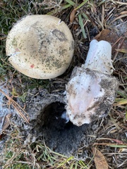 Amanita mutabilis