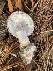 Amanita mutabilis