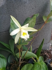 Sobralia macrophylla