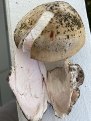 Amanita mutabilis