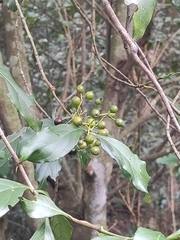 Aidia cochinchinensis