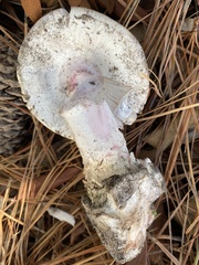 Amanita mutabilis