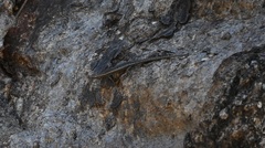 Cryptoblepharus pannosus