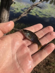 Lepomis gulosus
