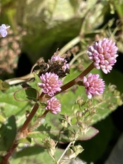 Persicaria capitata