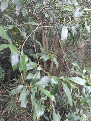 Aidia cochinchinensis