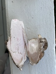 Amanita mutabilis