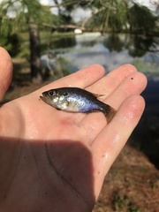 Lepomis gulosus
