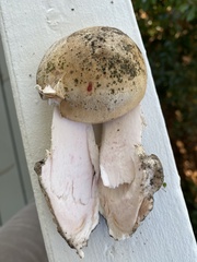 Amanita mutabilis